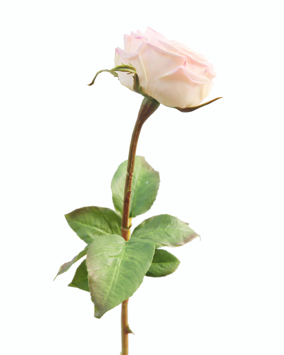 Artificial Real Touch Pink English Rose side close up