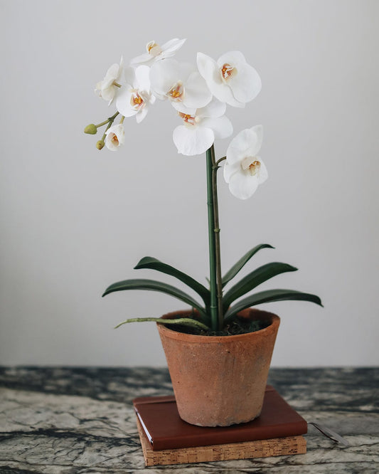 Prestige Botanicals pb-stem Artificial Orchid in a Terracotta Vase