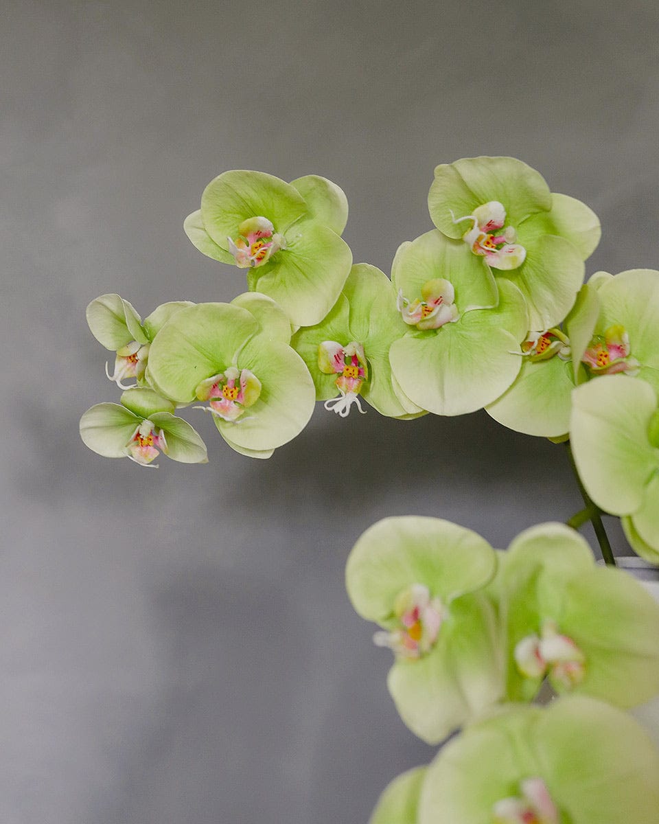 Artificial Green Flowers Phalaenopsis Blooms