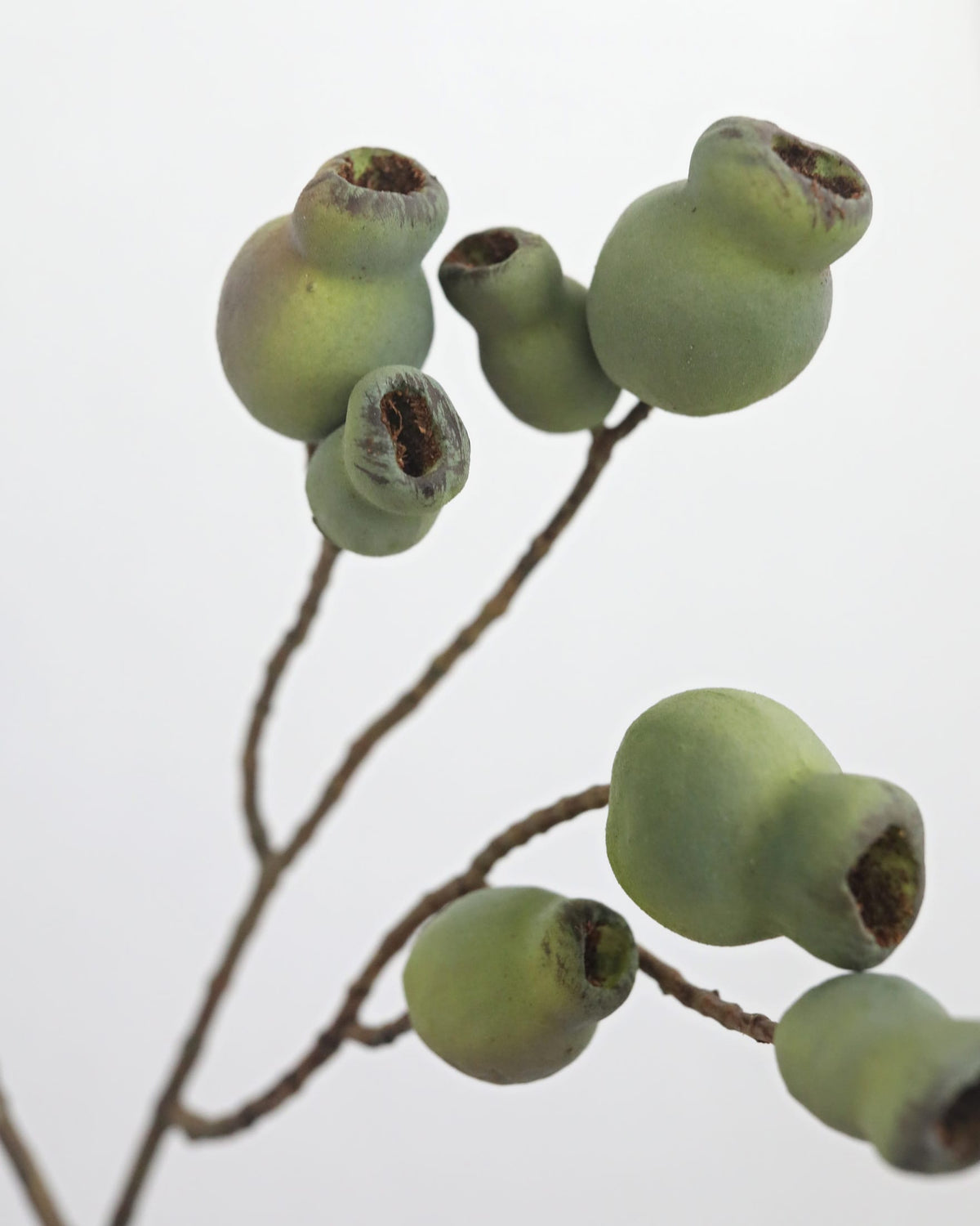 faux Eucalyptus Pods close up on a twig branch against a plain light gray background.