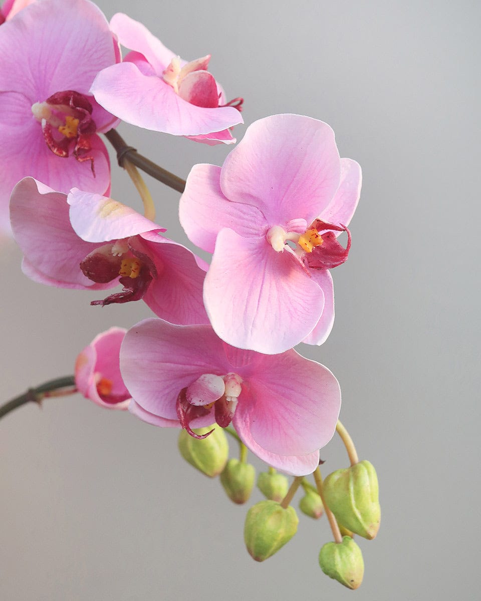 Prestige Botanicals Artificial Pink Spray Phalaenopsis Orchid close up