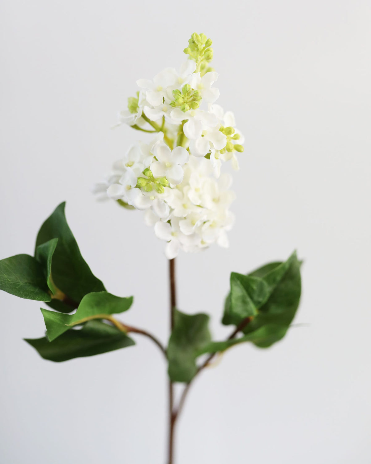 White Artificial lilac close up on a light gray background