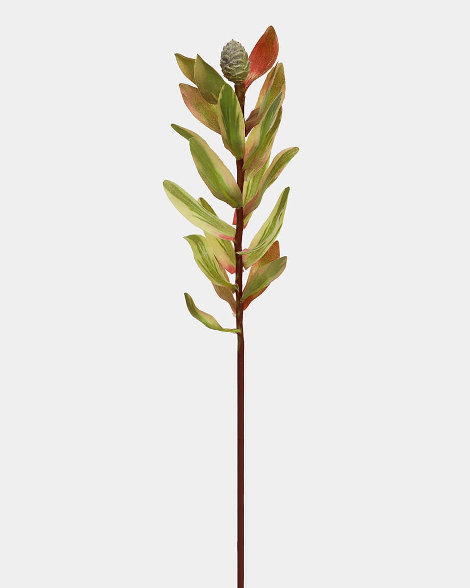 Prestige Botanicals pb-stem Artificial Leucadendron Cone Foliage Stem