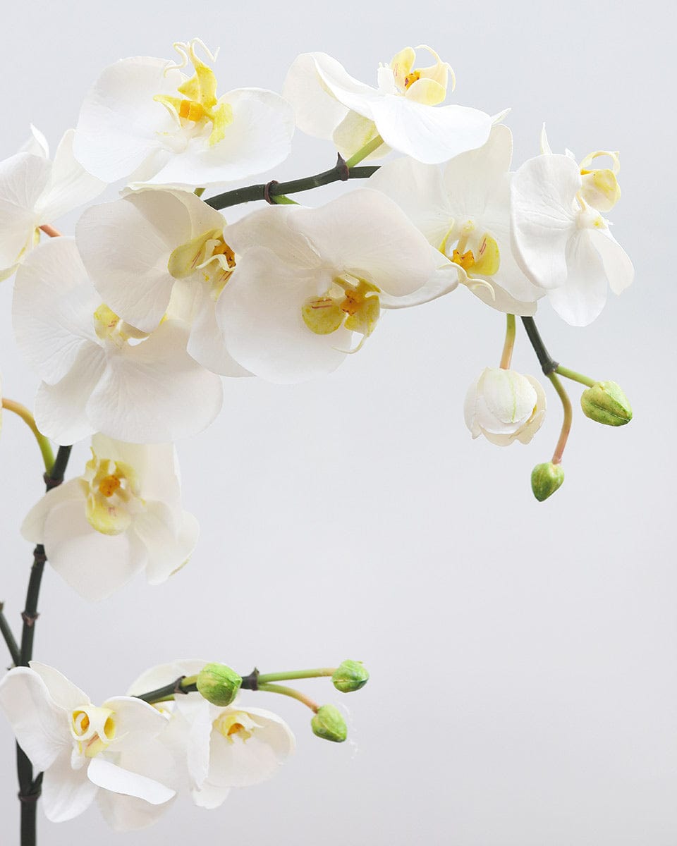 Prestige Botanicals Artificial White Spray Phalaenopsis Orchid close up