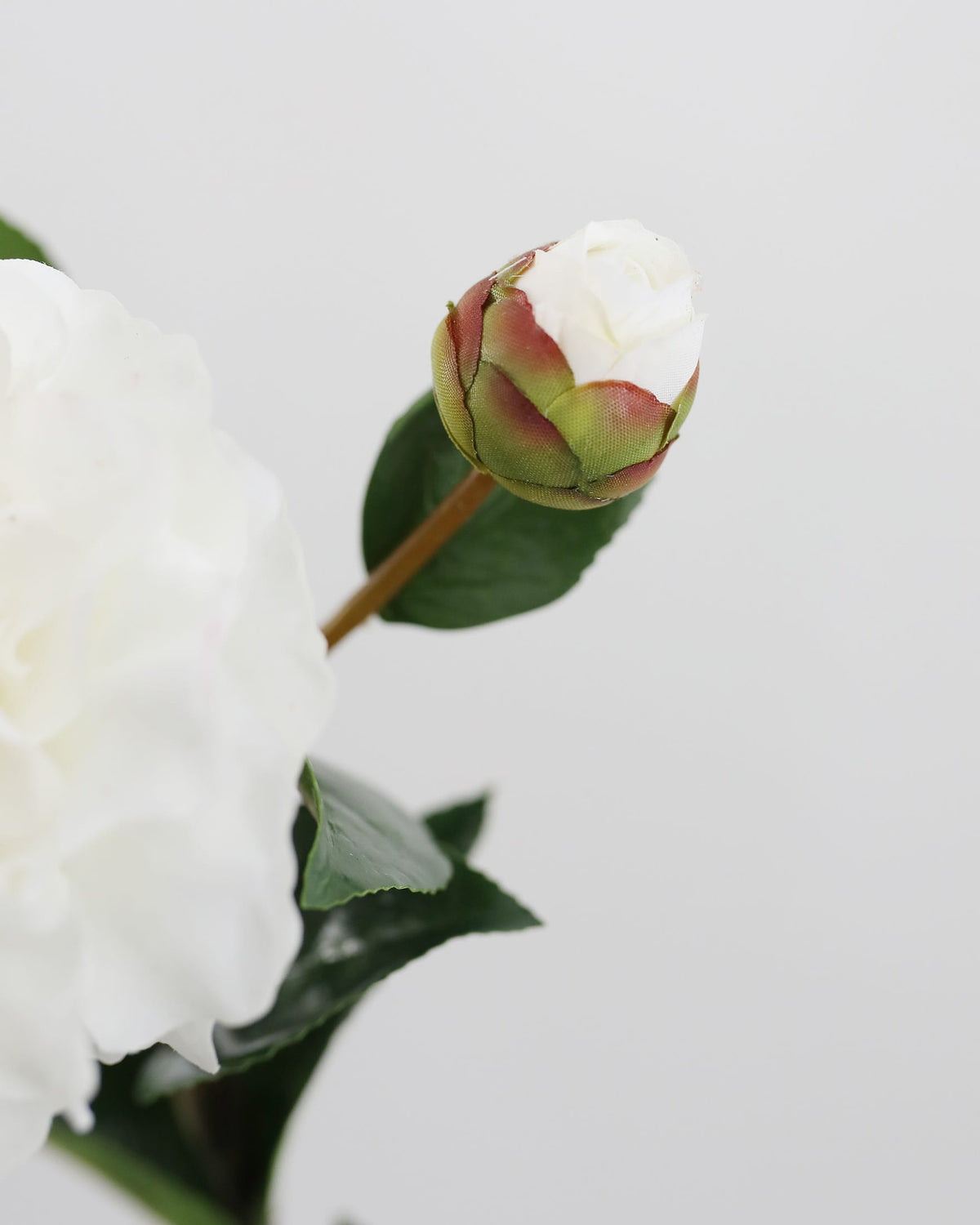 Faux White Real Touch Camellia bud close up