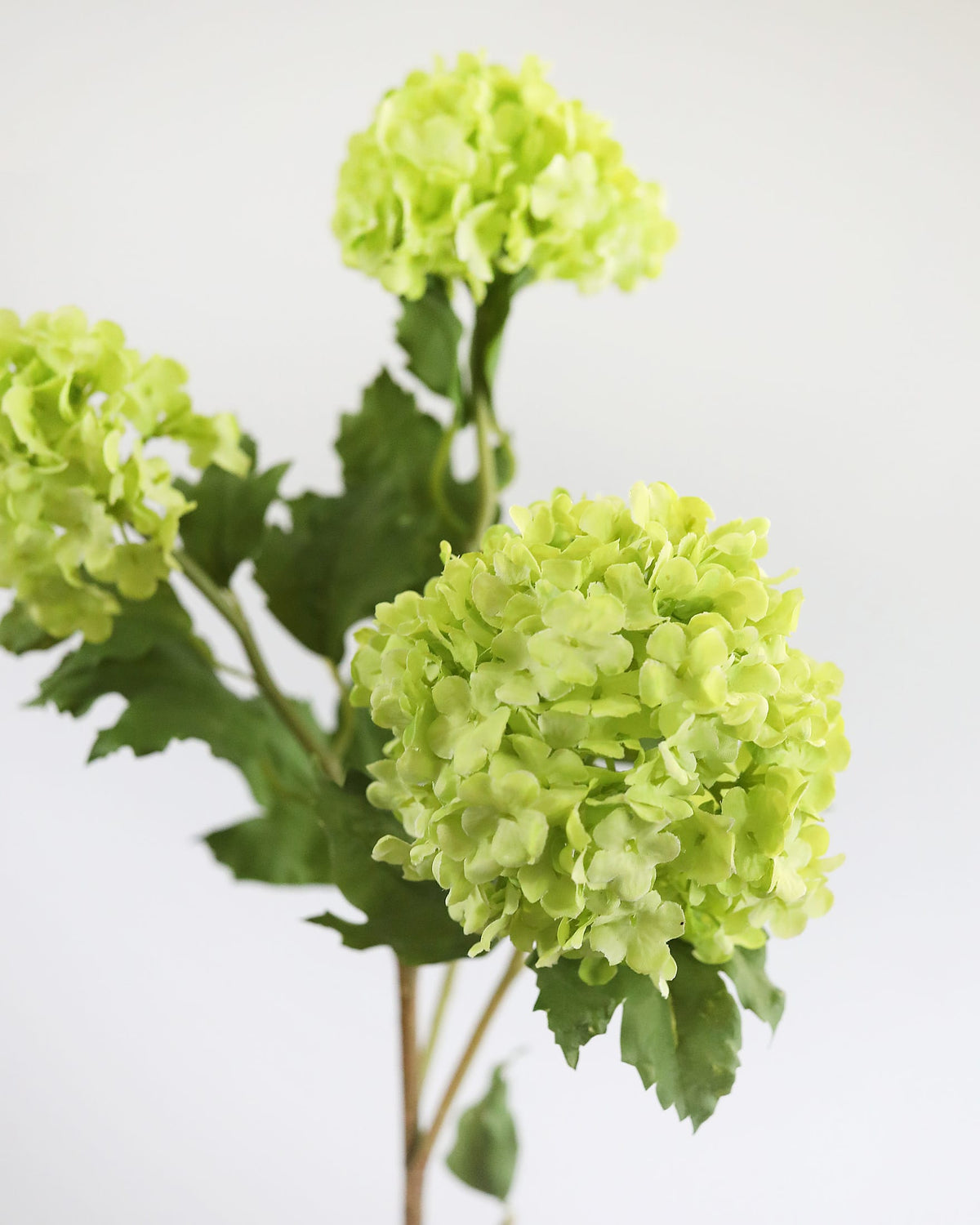 Green Faux Snowball flower close up