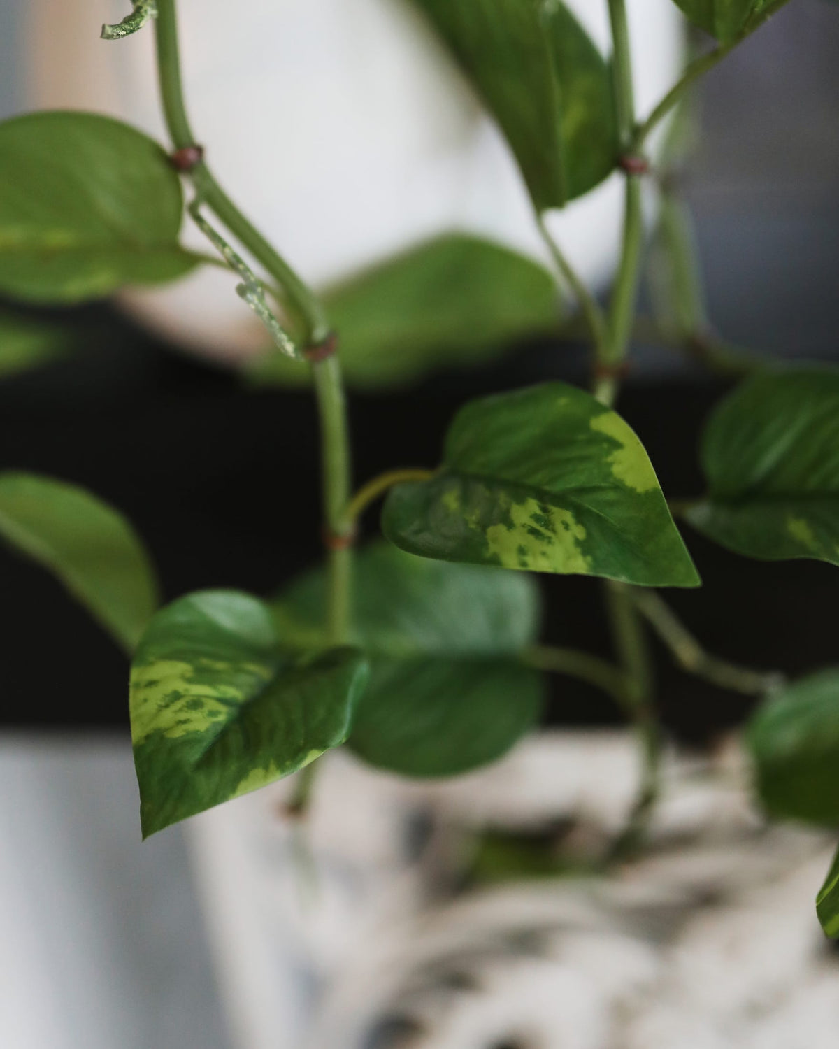 Hanging Faux Pothos Bush close up