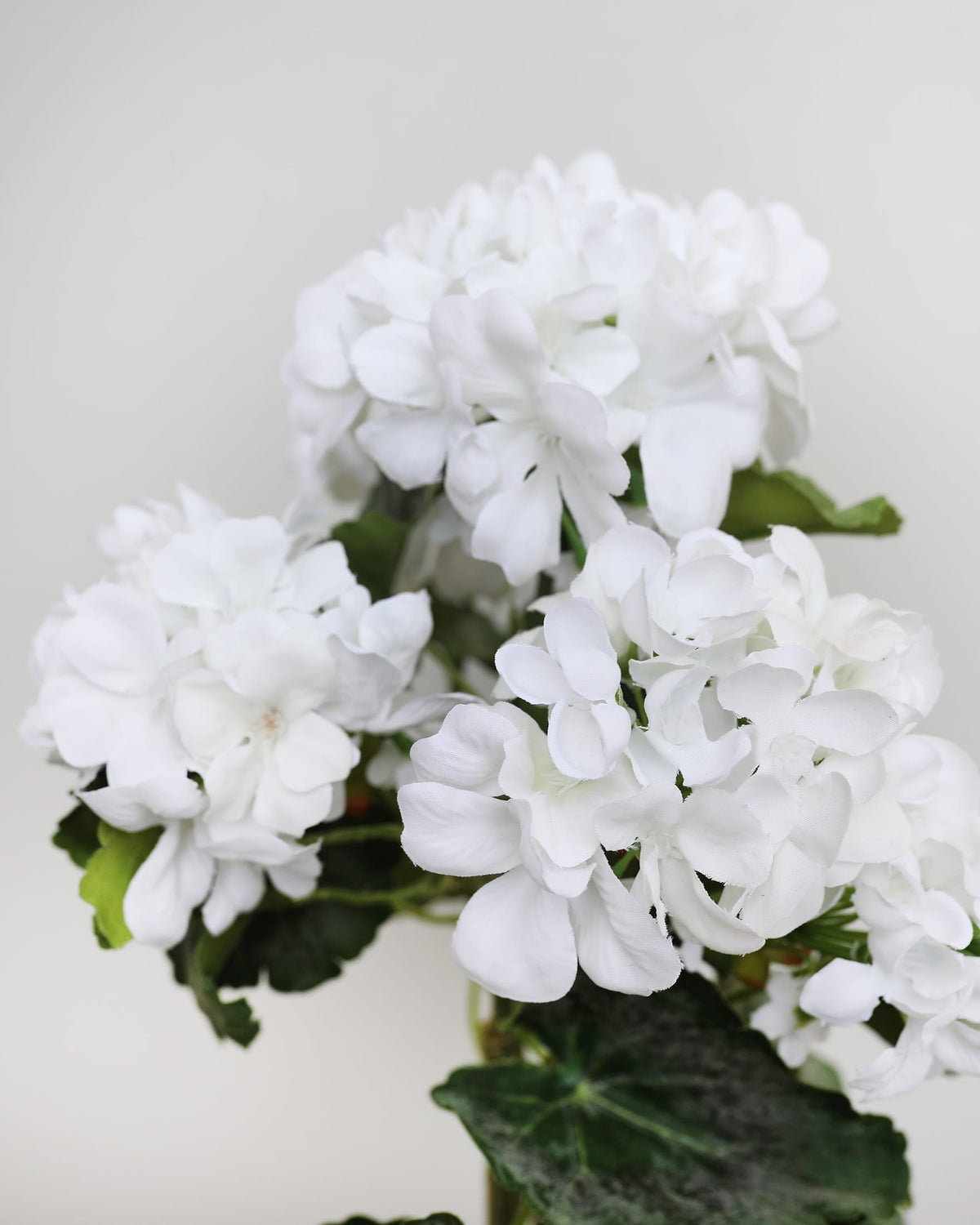 white artificial geranium close up