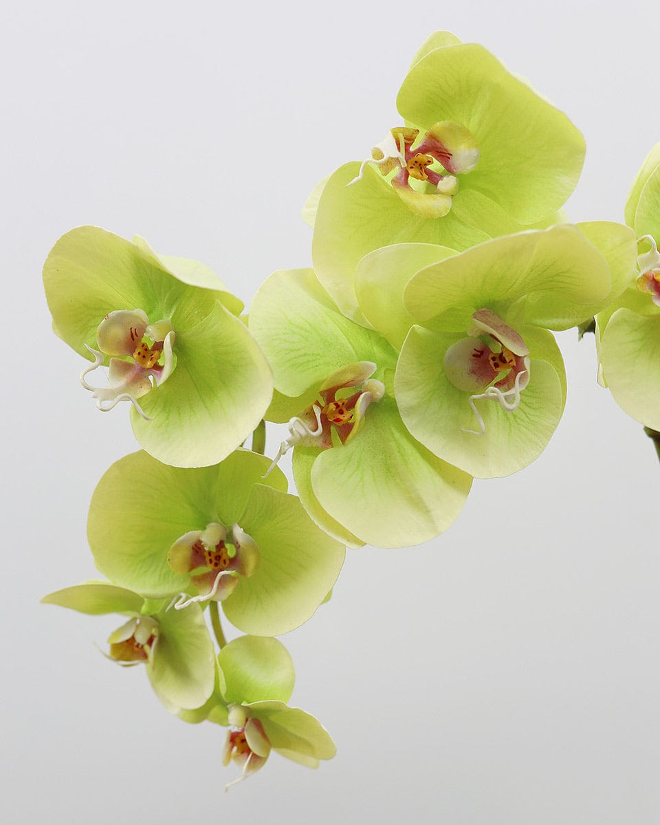Details of Green Faux Phalaenopsis Orchid Blossoms