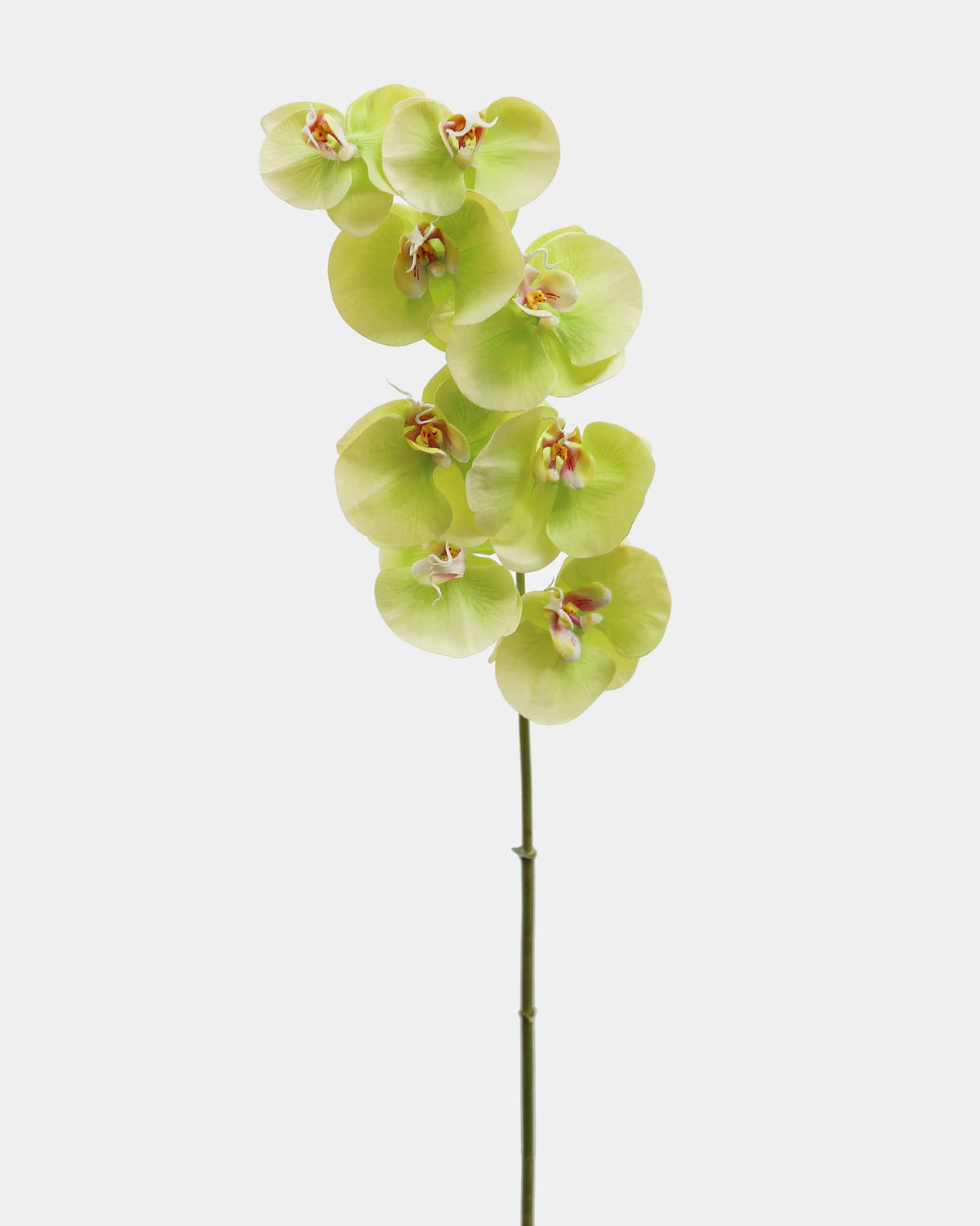 Artificial green orchid stem on a white background