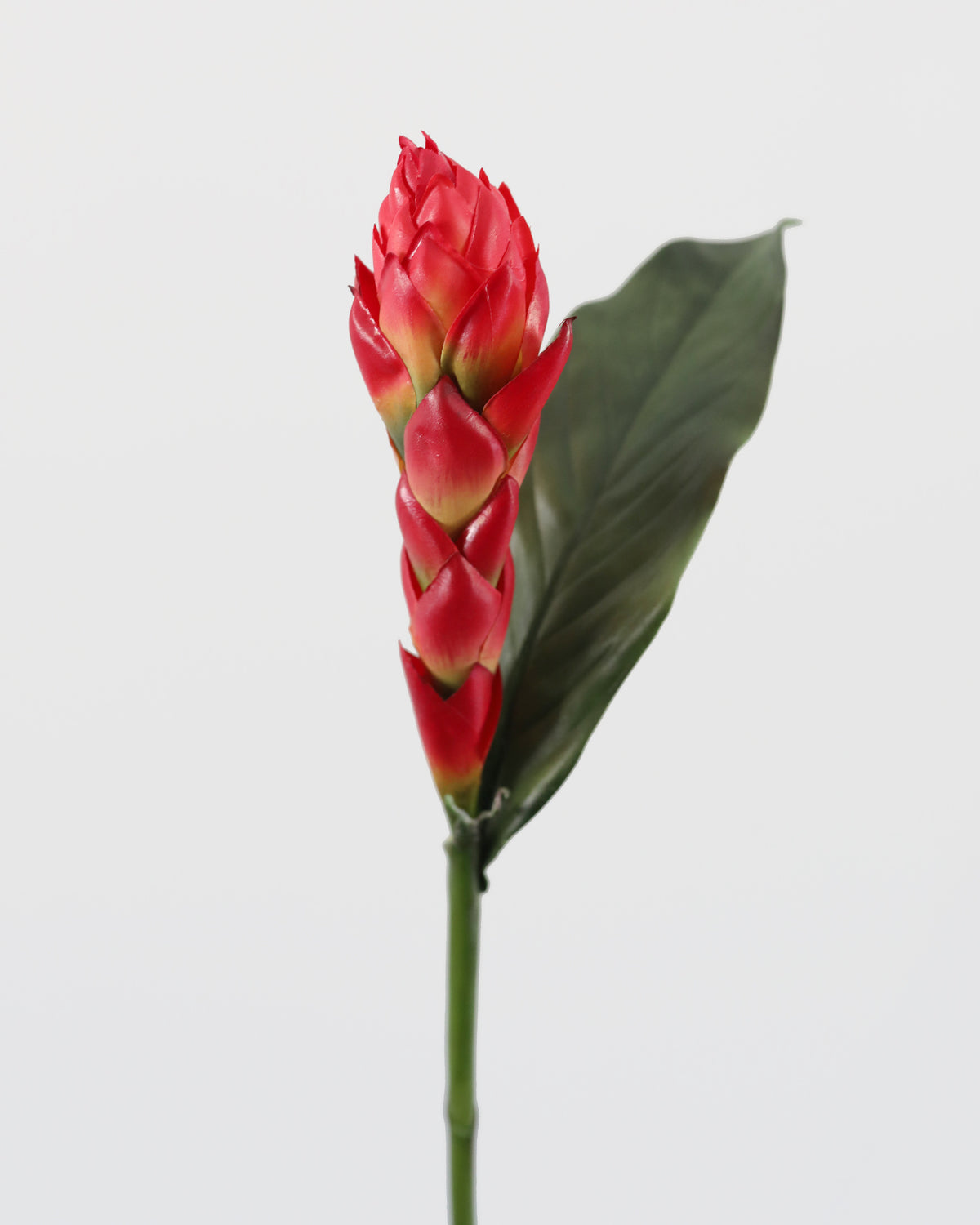 A single red faux ginger flower with a green stem and a large dark green leaf, isolated on a light gray background.