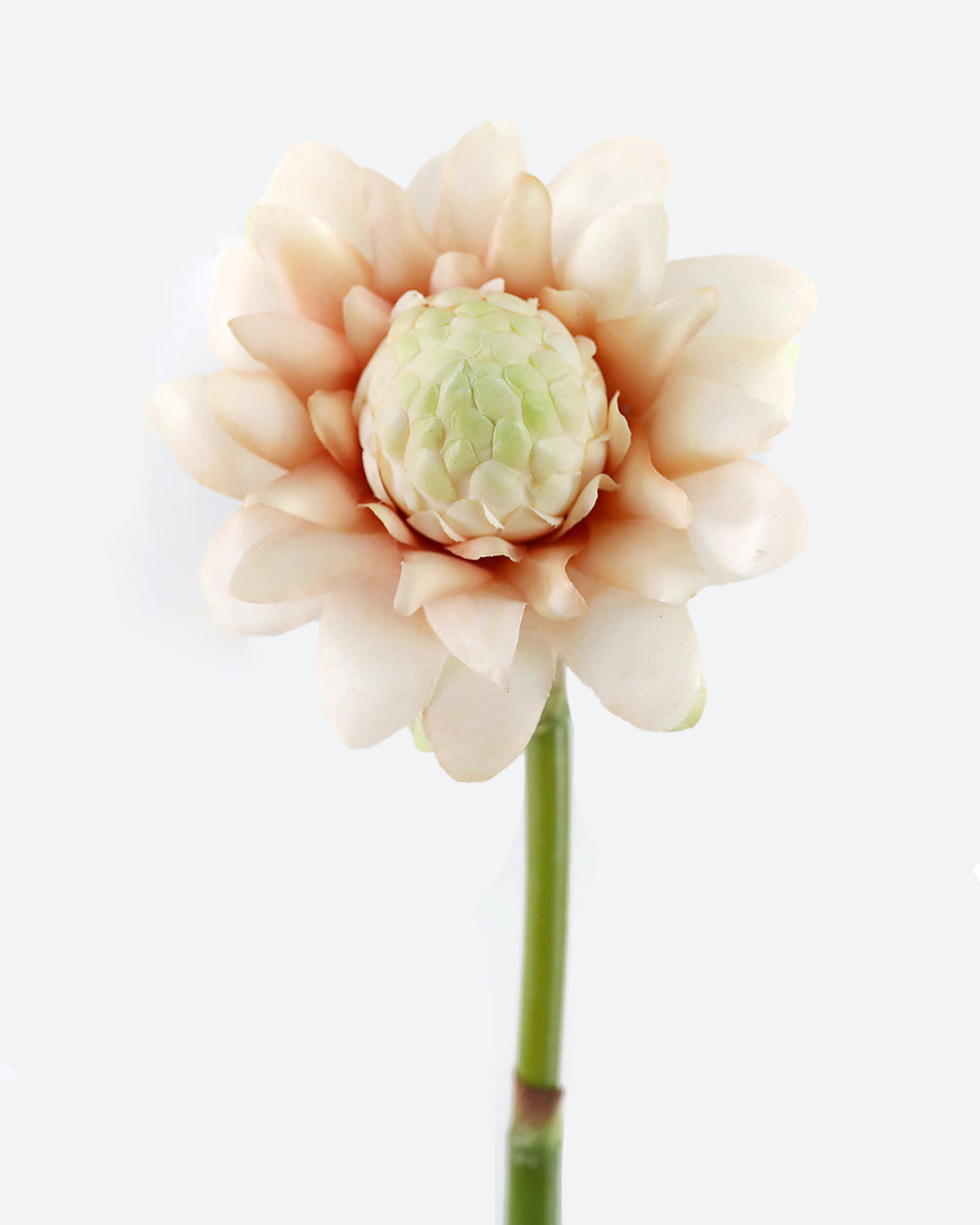 Faux Pink Waratah Flower