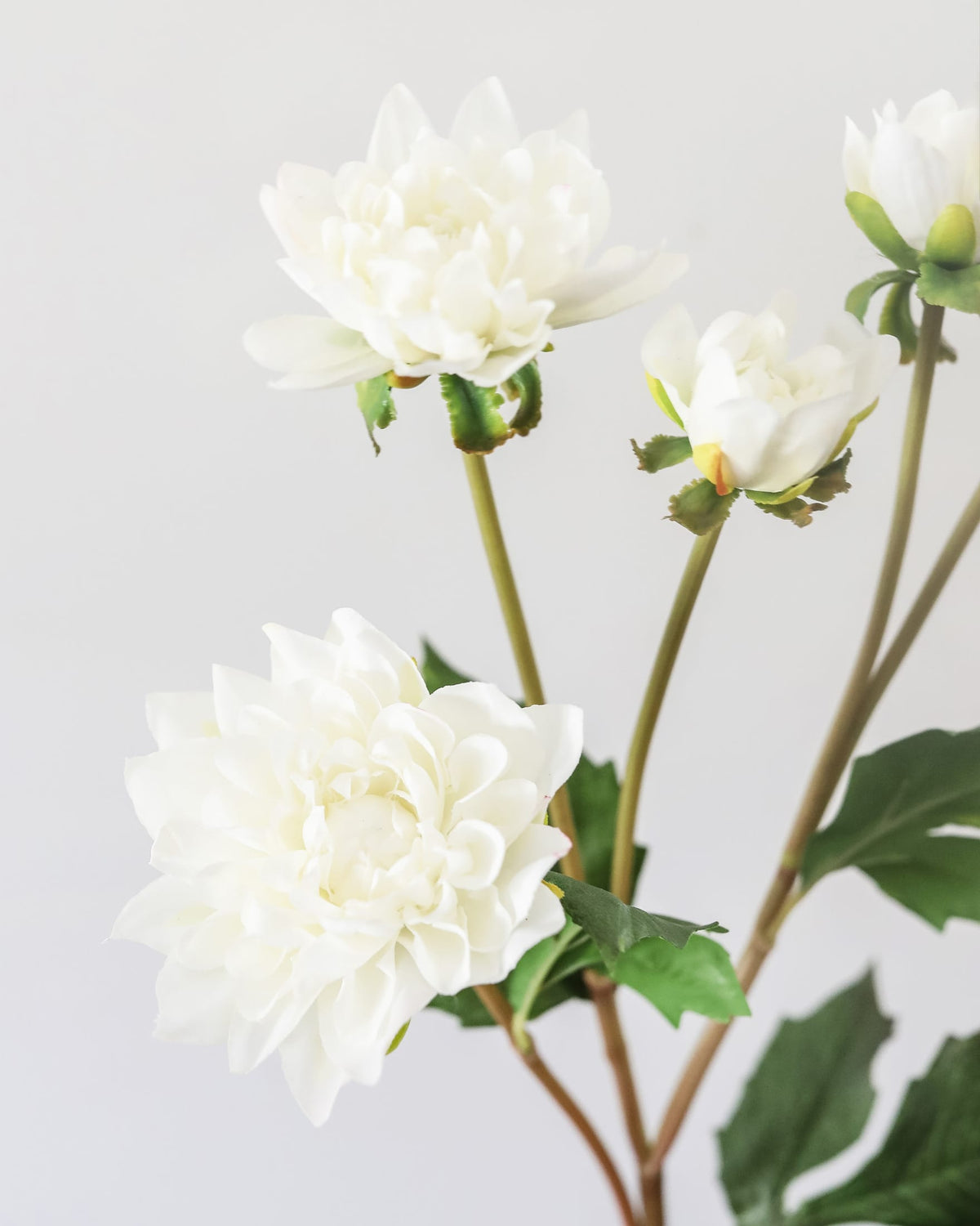 White faux dahlias with green stems and leaves on a light gray background