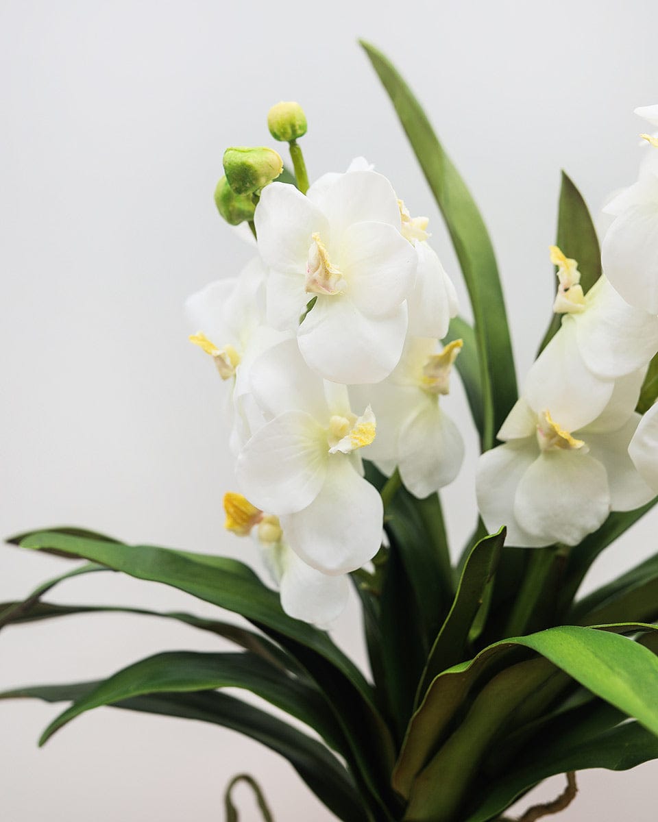 Prestige Botanicals Artificial White Vanda Orchid Plant Fake Flowers