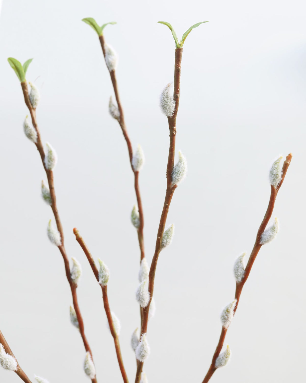 Artificial Pussy WiIlow Branch close up