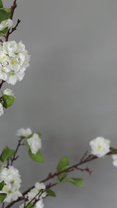Video Showcasing White Cherry Blossom Branches