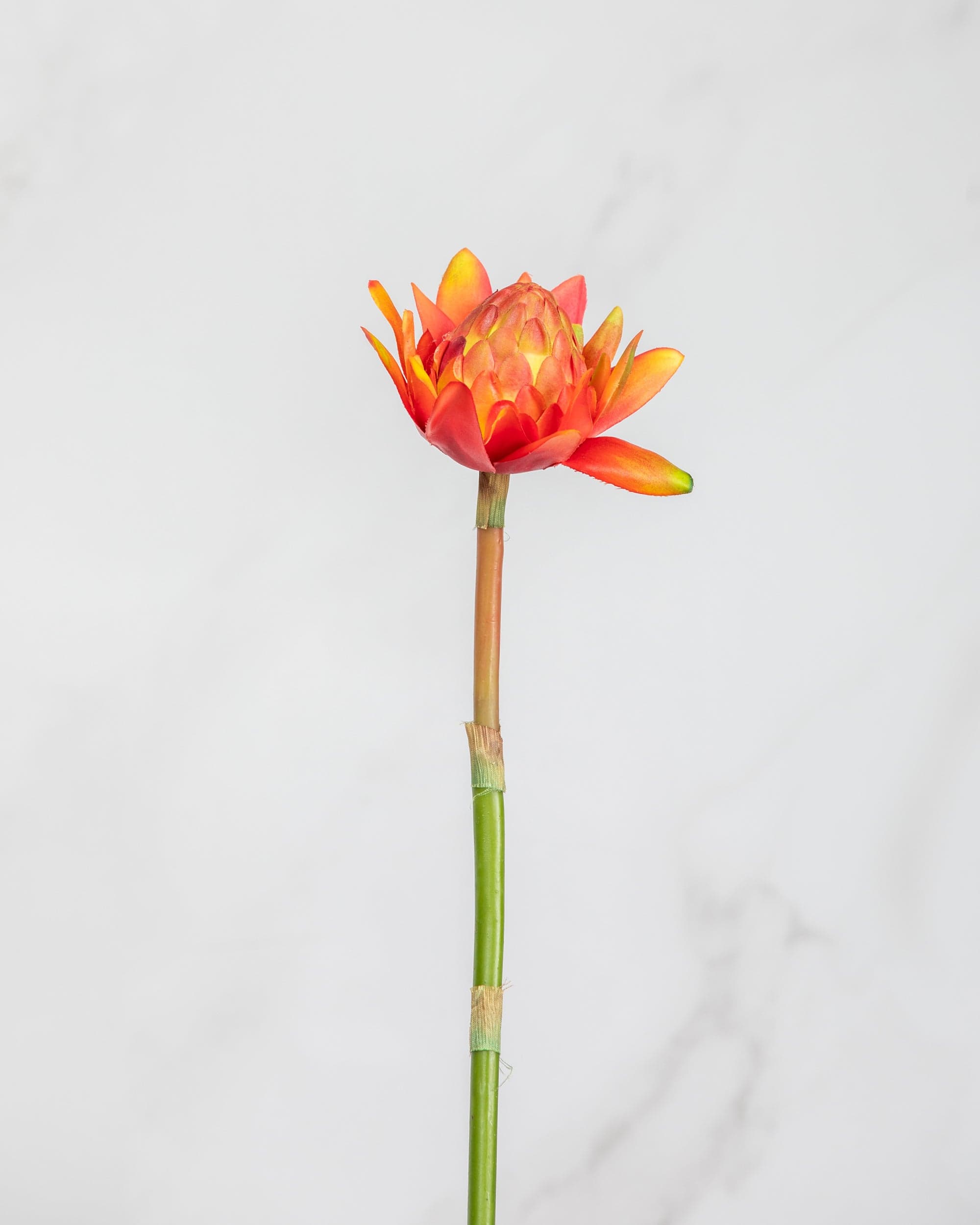 Prestige Botanicals Artificial Orange Waratah stem
