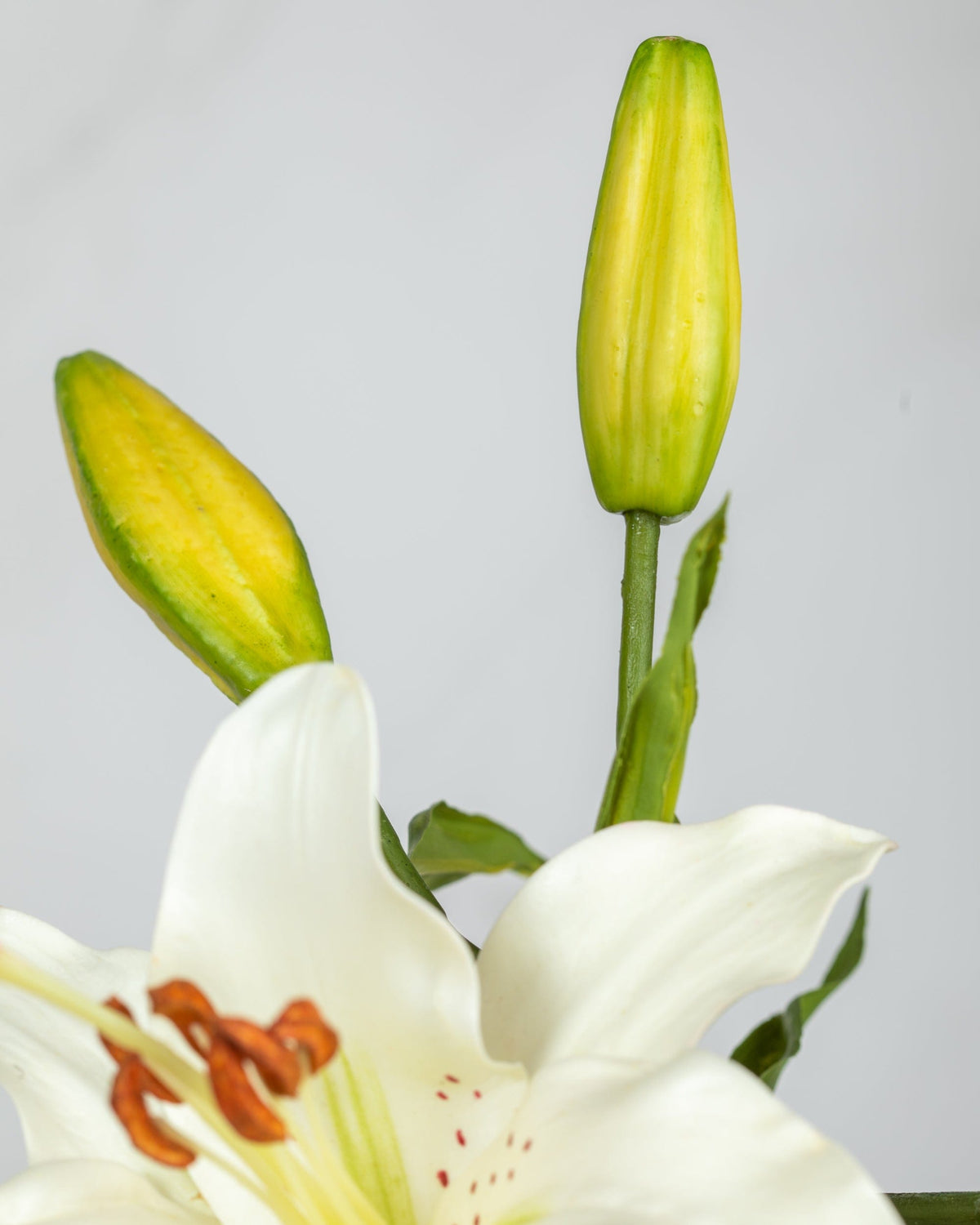 Prestige Botanicals Artificial White Stargazer Lily bud close up