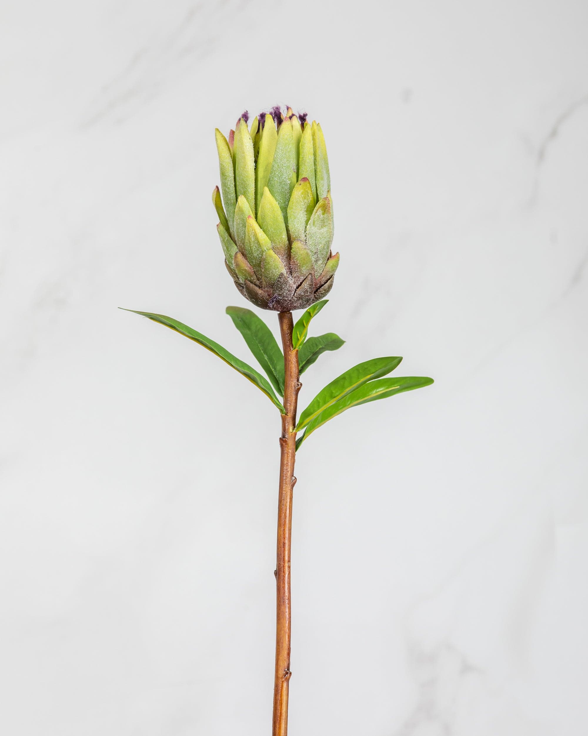 Prestige Botanicals Artificial Green Mink Protea