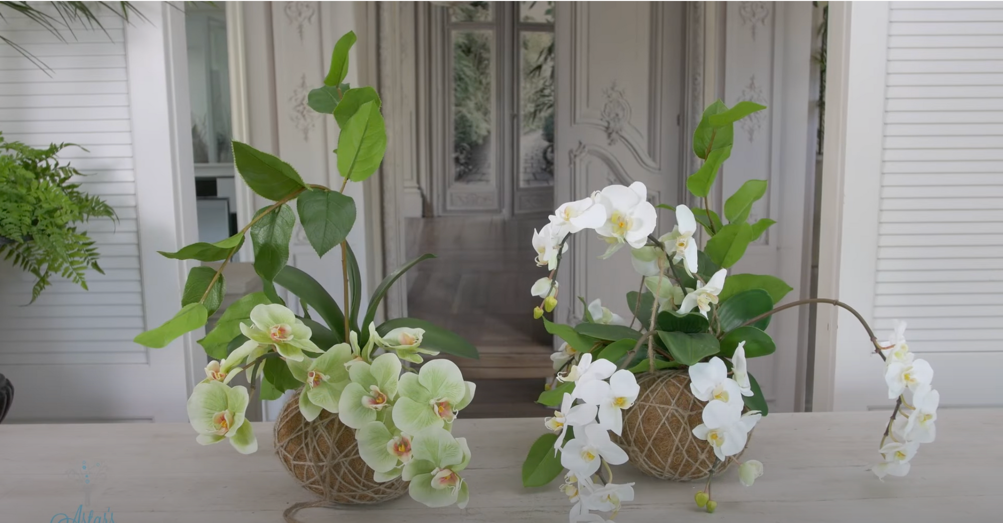 How to use Kokedama balls to display moth orchids