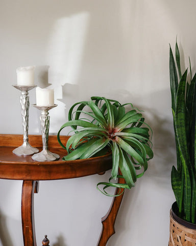 decorative indoor grass plants Large Air Grass Plant 12"