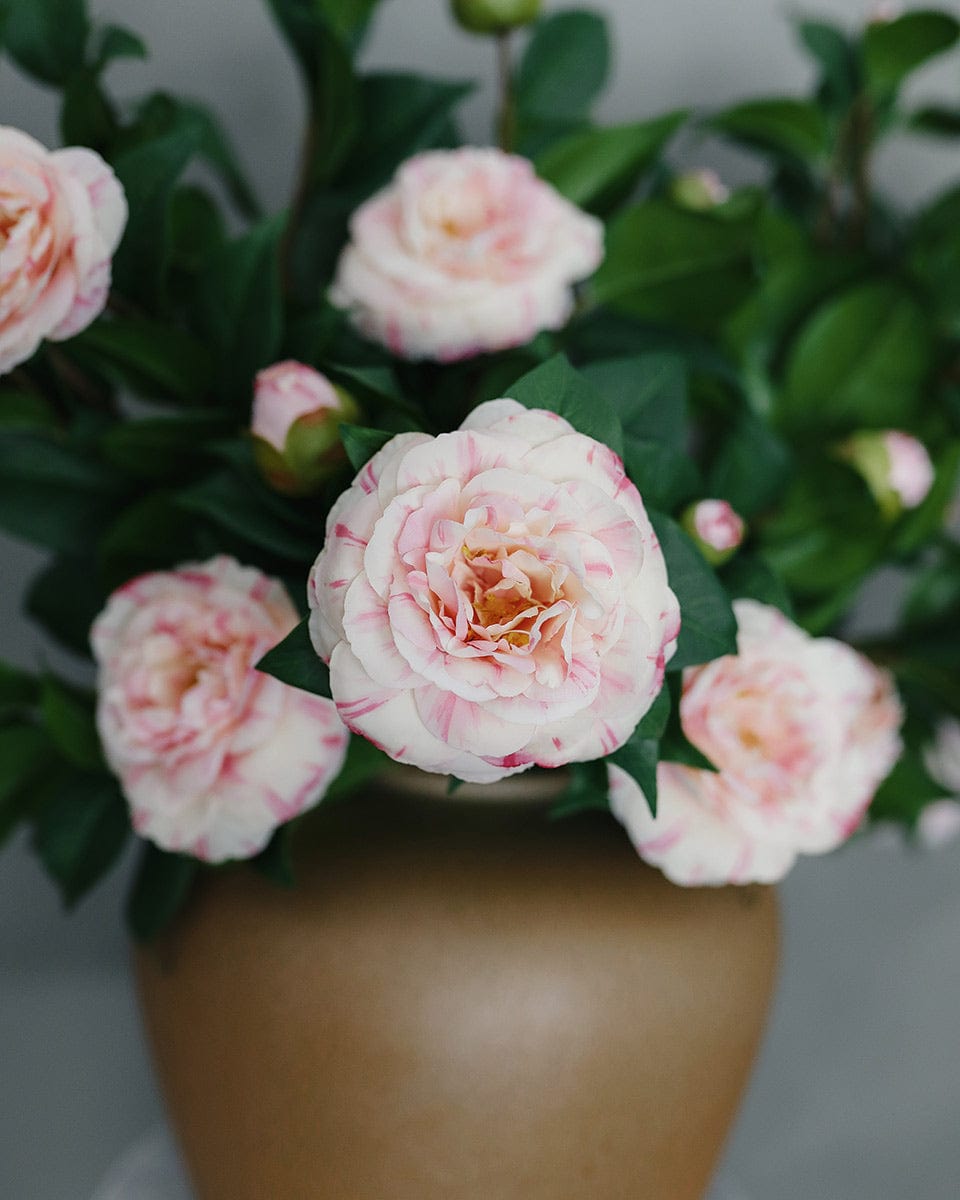 Pink Flowers Camellia Flower Bush Home Styling