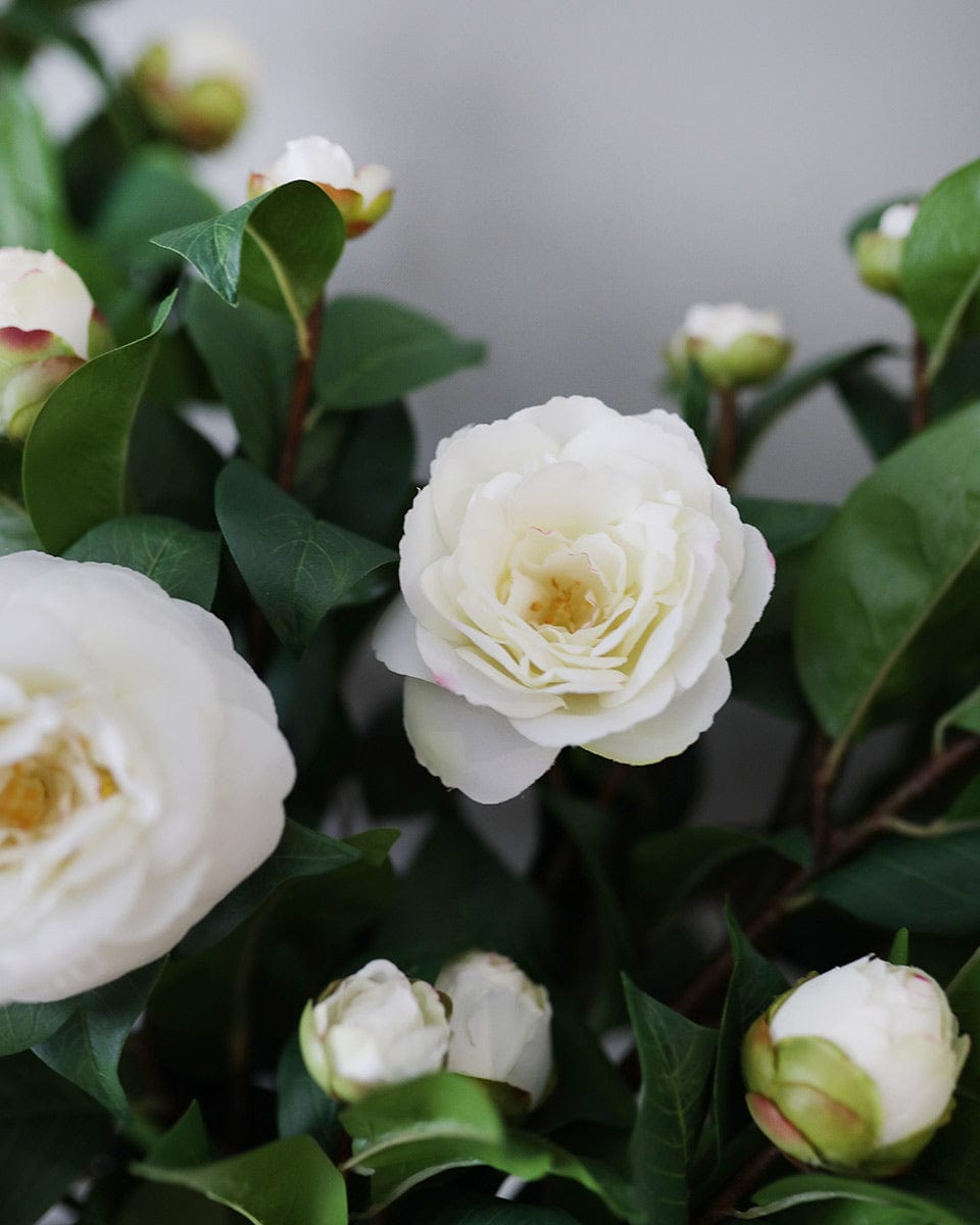 Faux White Camellia Blossoming Flower Bush