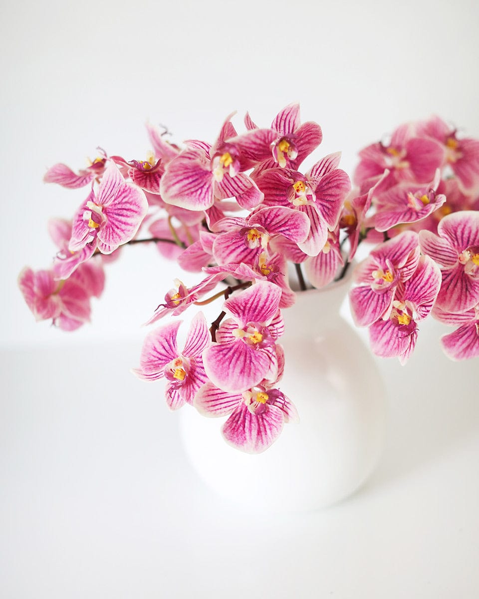 Close Up of Faux Striped Phalaenopsis Orchids in Pink and White 
