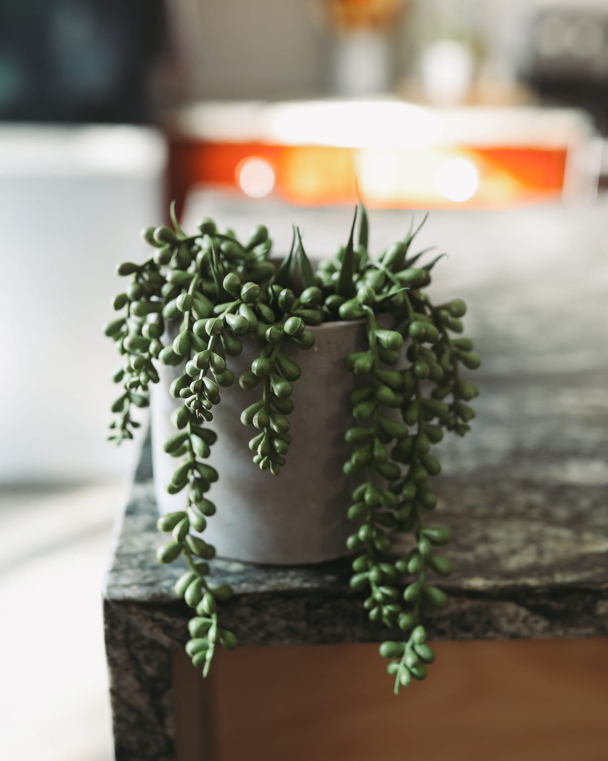 A green trailing succulent plant in a small light gray concrete pot, placed on a dark stone surface with a softly blurred indoor background.