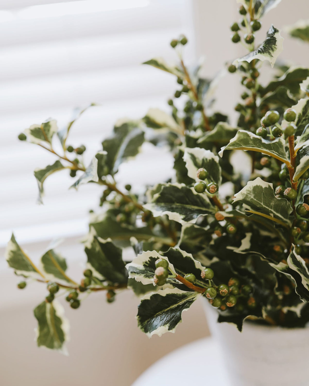 Variegated holly plant with green and cream leaves and small green berries, shown in a white pot with soft-focus window blinds in the background.