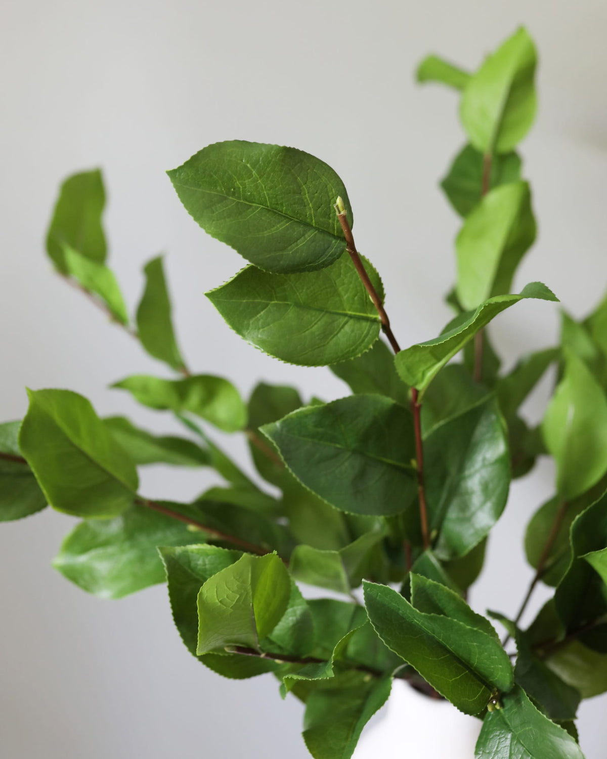 Green artificial salal with glossy oval leaves and reddish-brown stems, photographed against a plain light gray background.