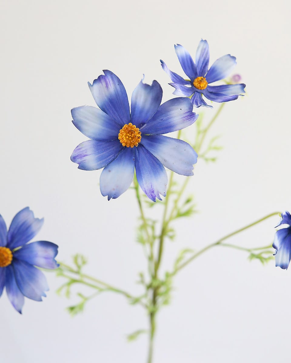 Fake Blue Flowers Cosmos Blooms