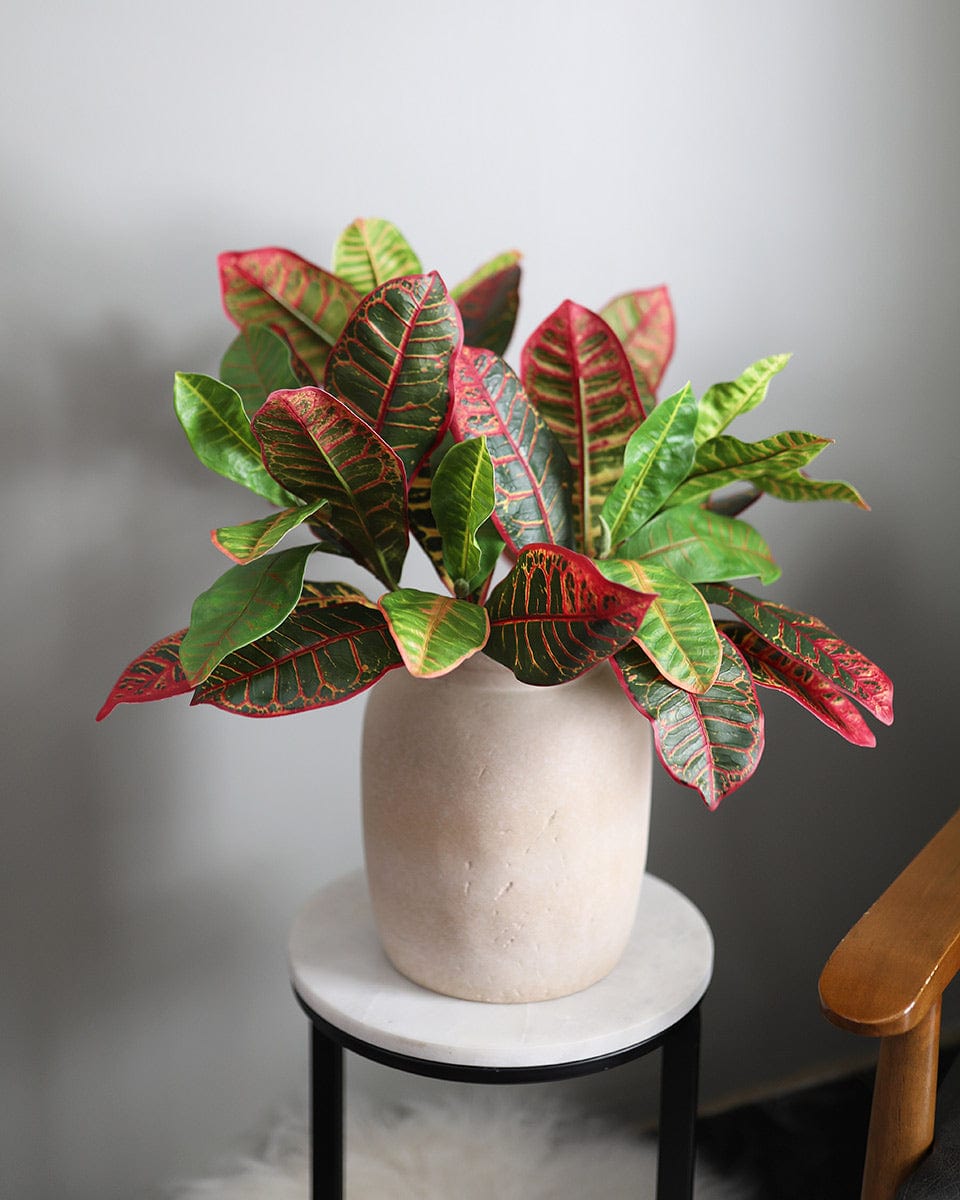 Tropical Foliage for Home Croton Leaves