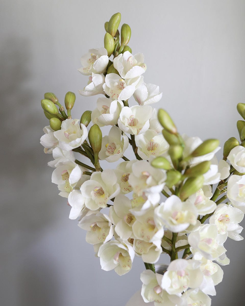 Cream Flowers Cymbidium Orchids for Home Decor