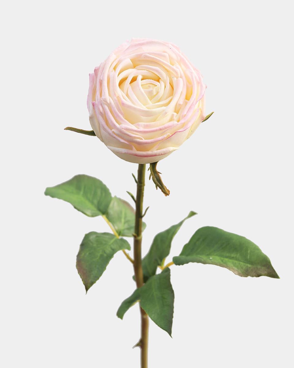 Real Touch Roses English Rose Bud in Cream Pink
