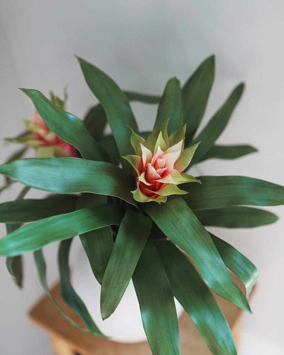 Tropical Flowers Pink Bromeliad with Leaves