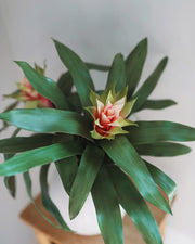 Artificial Plants
