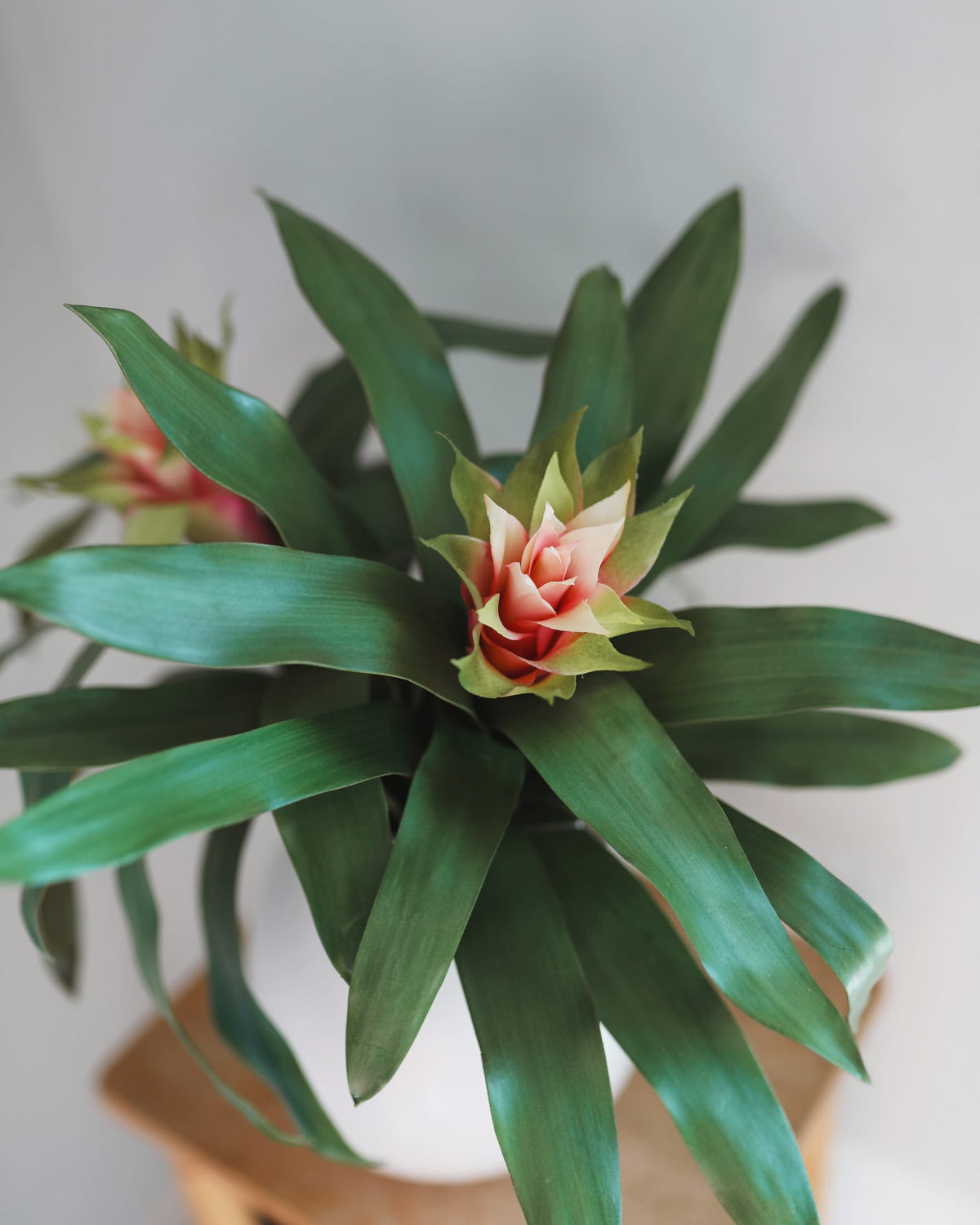 Faux Bromeliad Plants