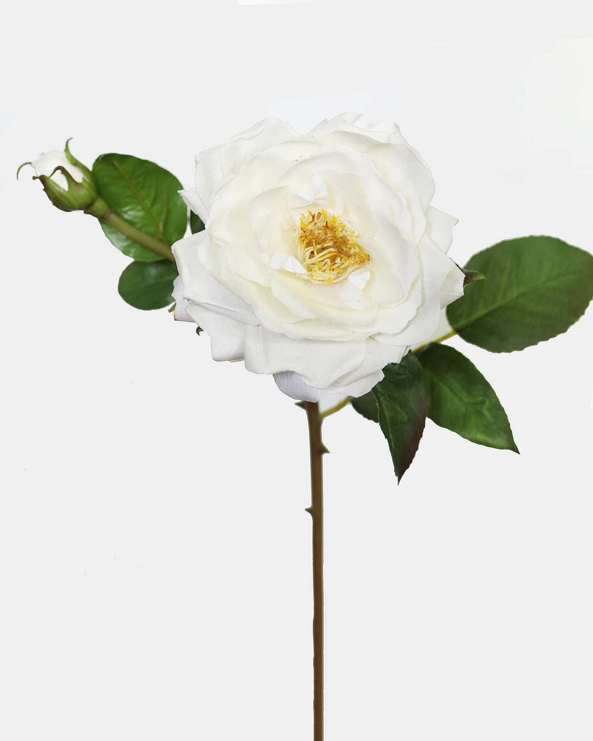 Soft Touch Rose in Cream Color