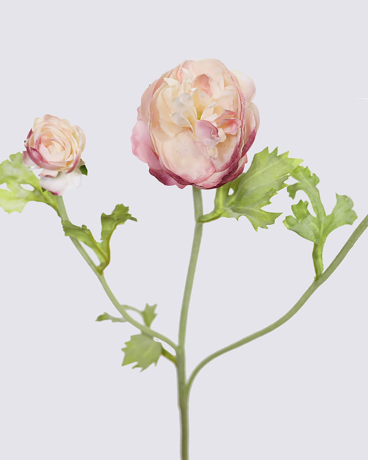 Premium Real Touch Ranunculus in Cream and Pink