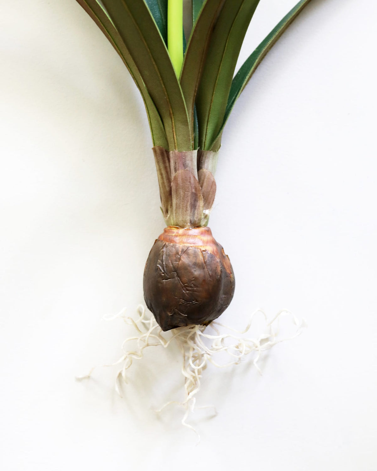 Flower Bulb Narcissus Flowers