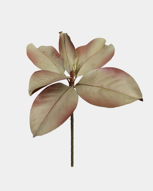 Fall Foliage Magnolia Leaves