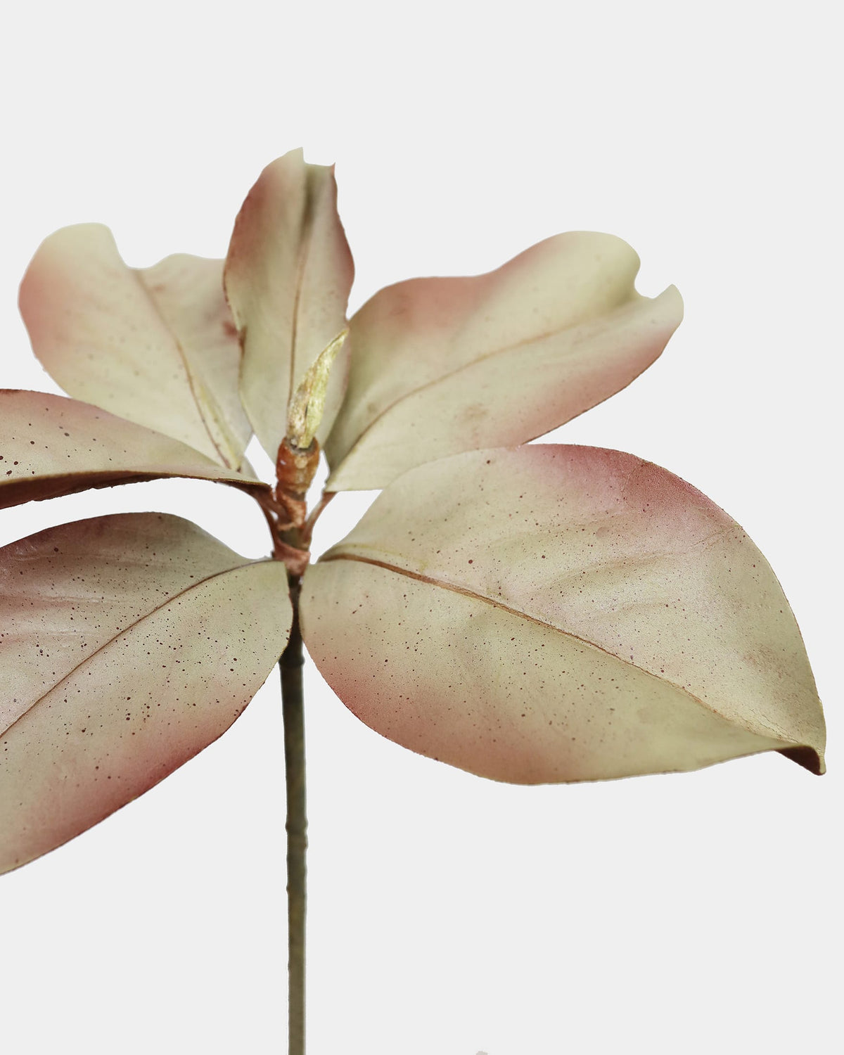 Light Brown Fake Magnolia Leaves
