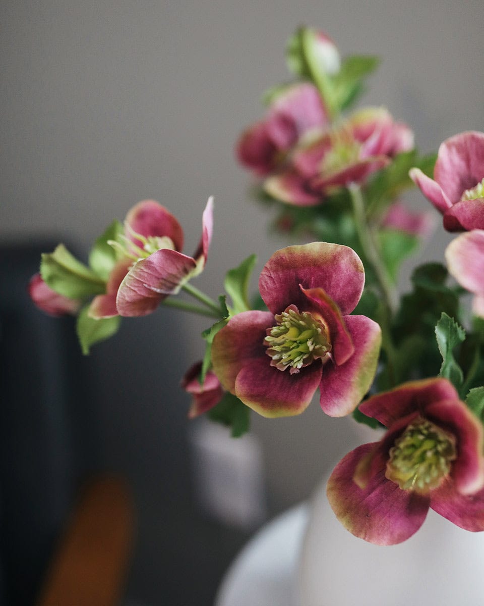 Flower Blooms Mauve Pink Hellebores