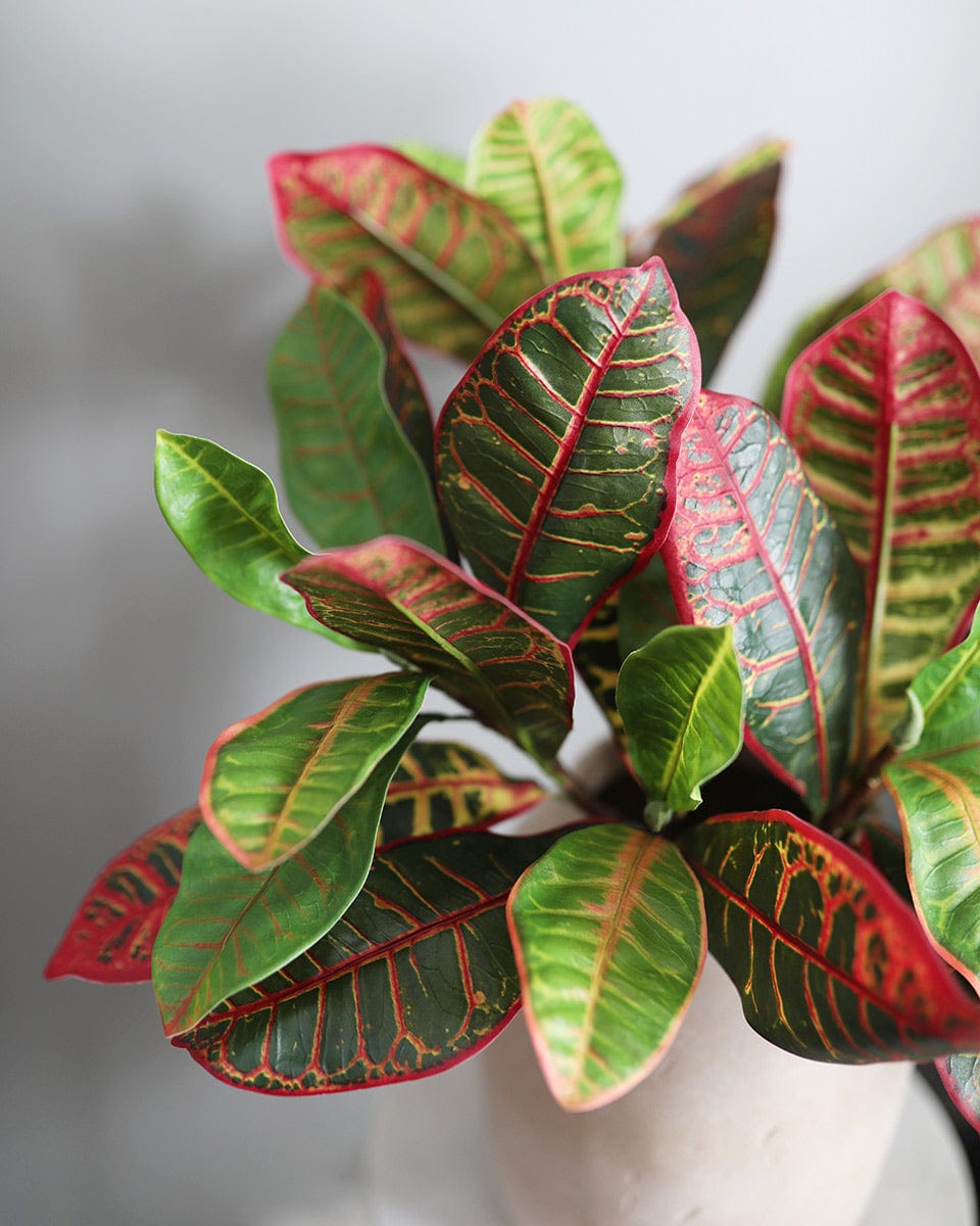 Tropical Leaf Arrangement with Croton Leaves