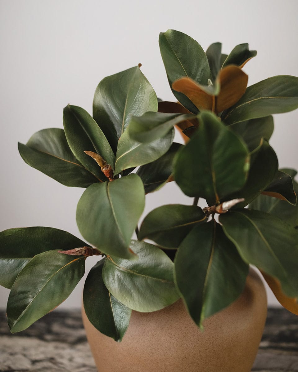 Close Up Details of Artificial Magnolia Leaves