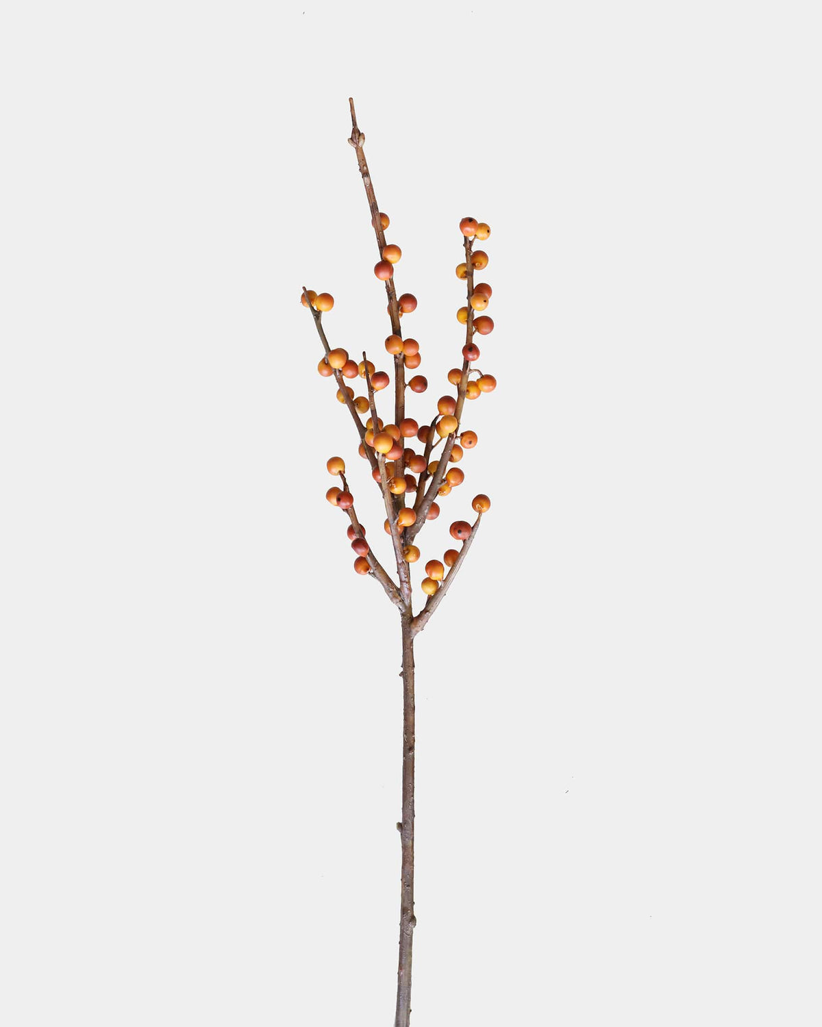 Fall Orange Berry Stem