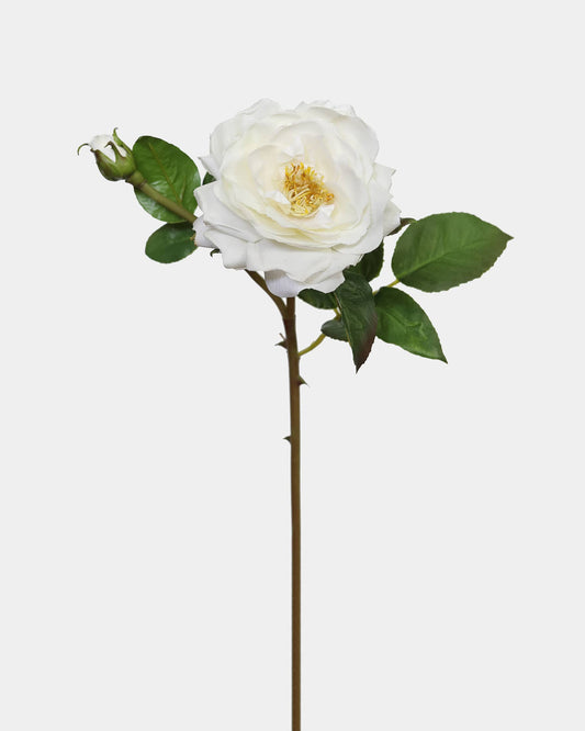 Cream Natural Touch Open English Rose