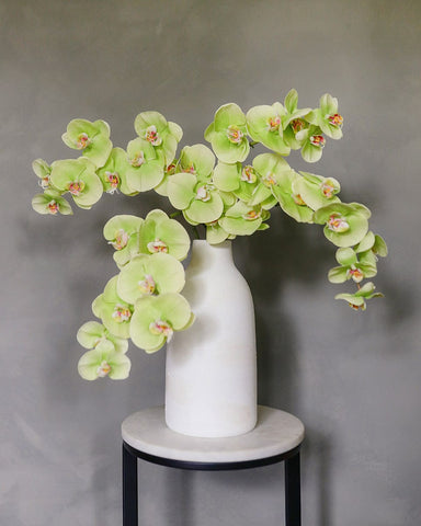 Accurate Form アリゲータ オリーブグリーン 20/18 OPエンド Green Phalaenopsis Orchid | Green Fake Orchids | Premium Florals