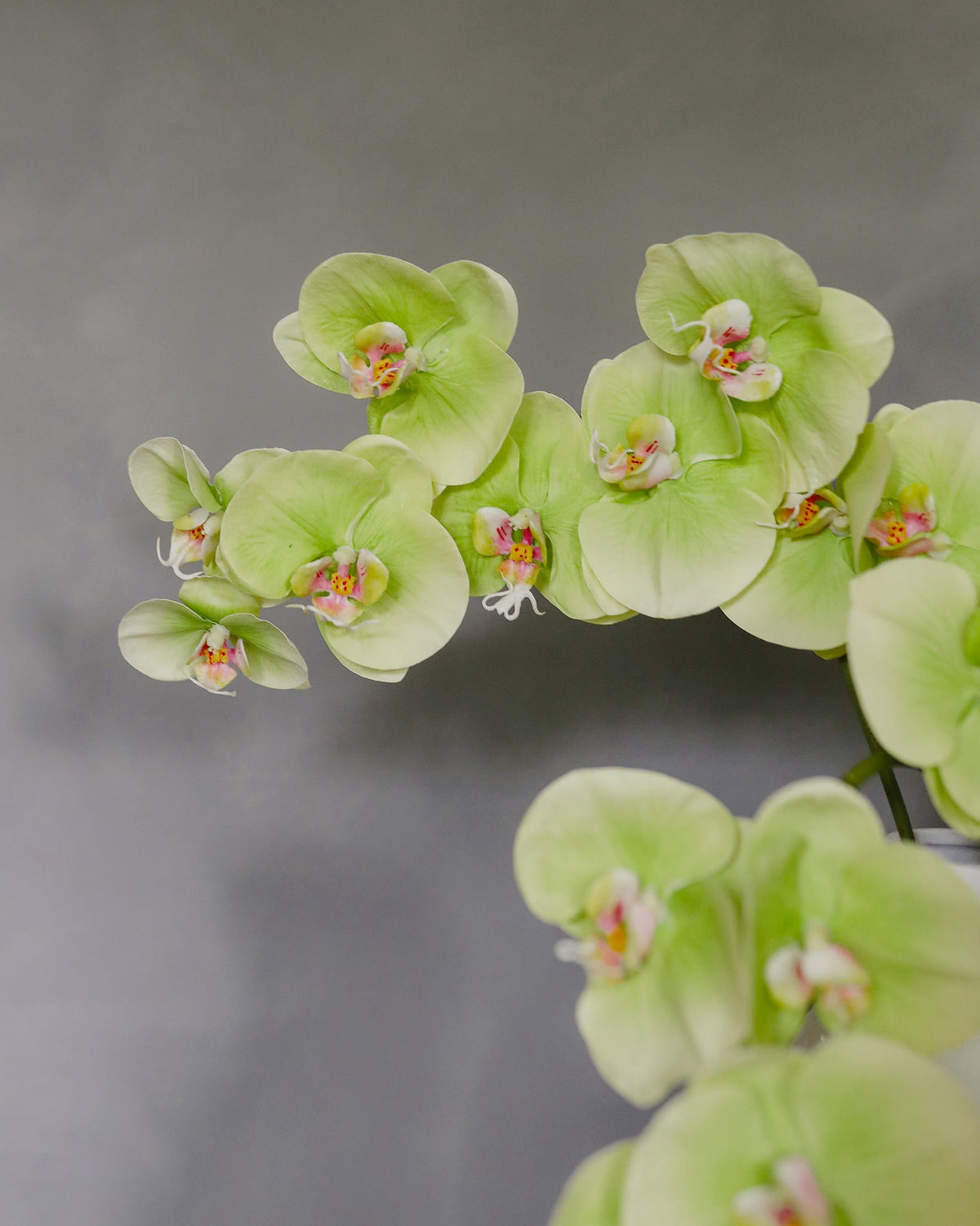 Green Artificial Phalaenopsis Orchid close up